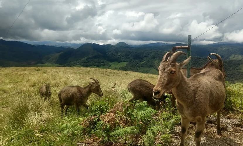 Munnar photo 2