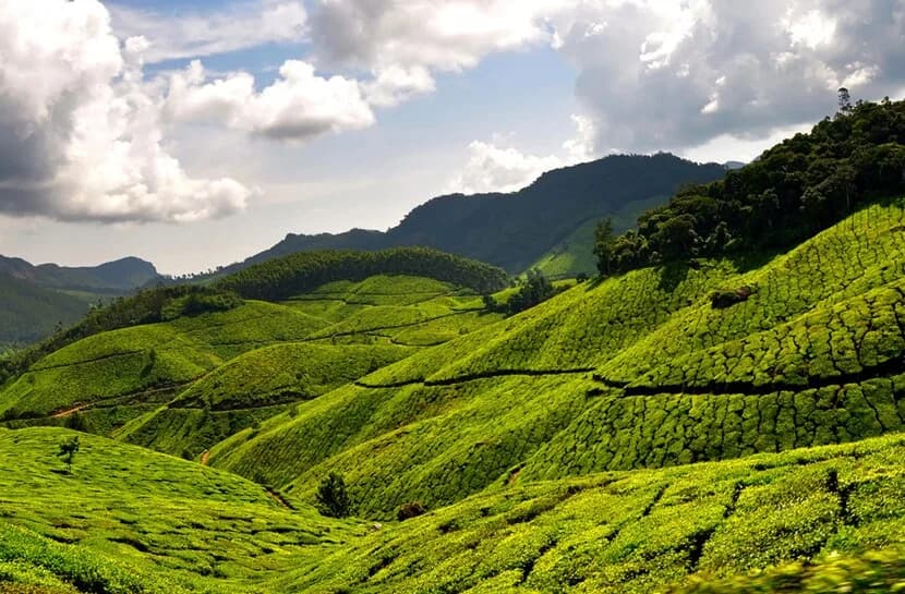 Munnar photo 3