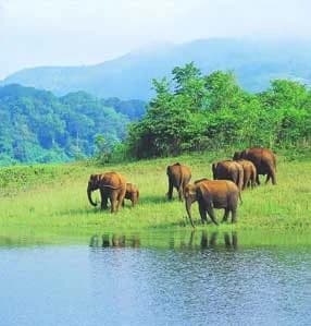Thekkady photo 4