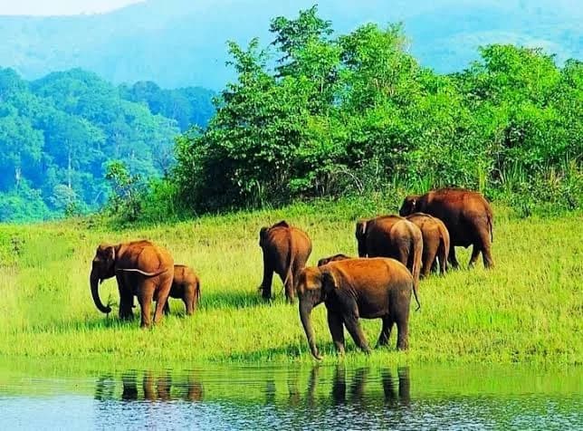 Thekkady photo 5
