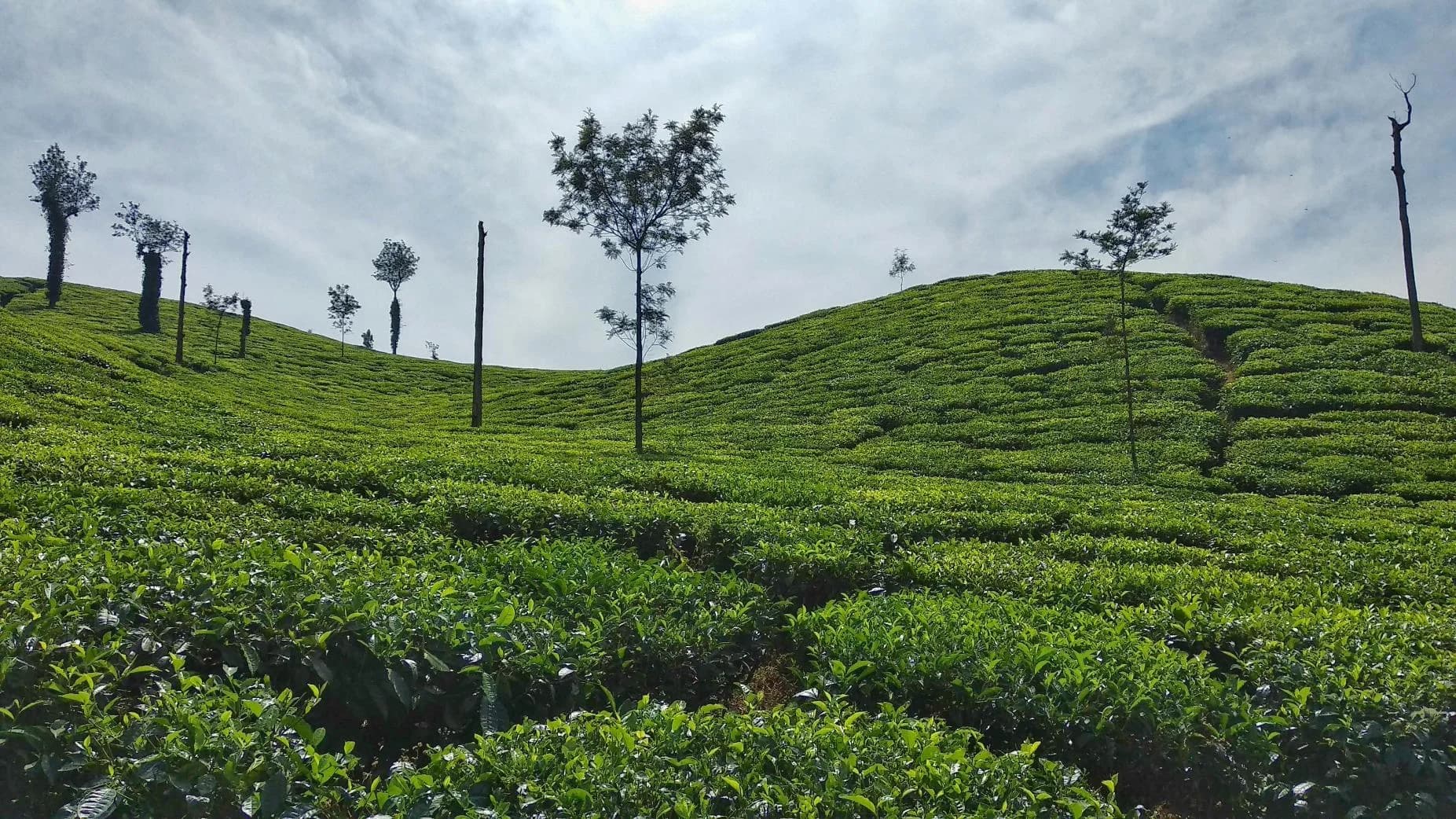 Chikkamagaluru photo 4