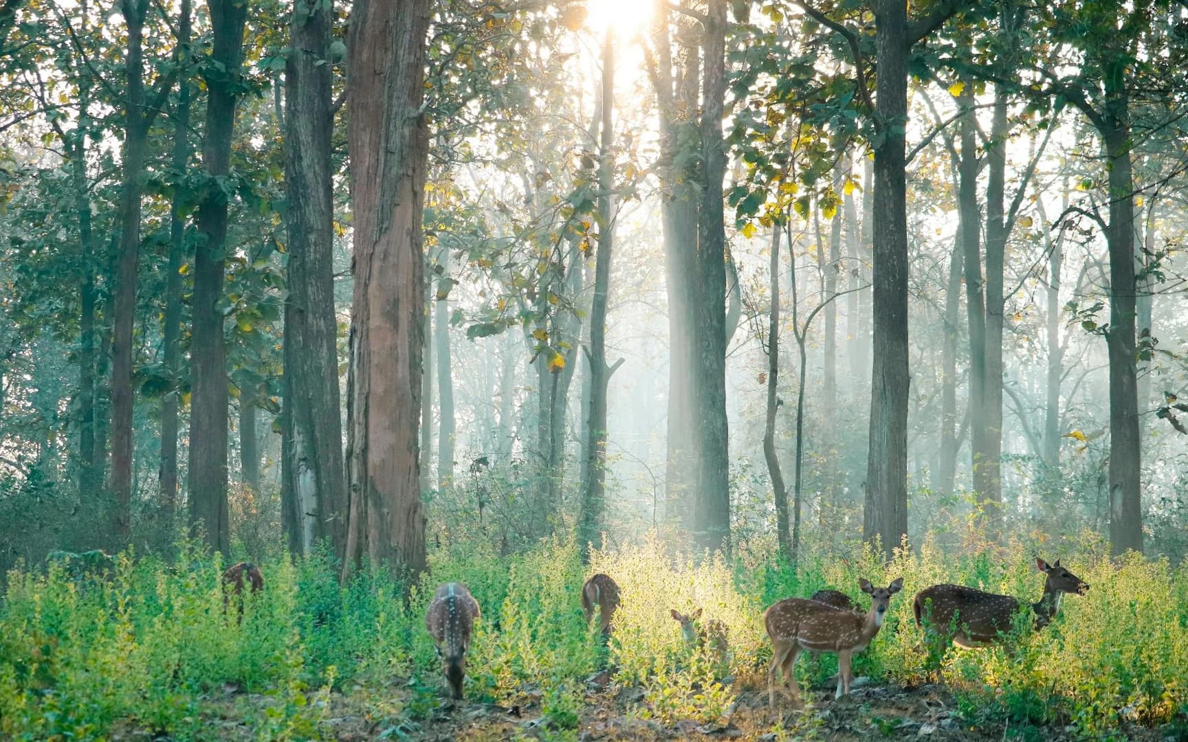 Bandipur photo 2