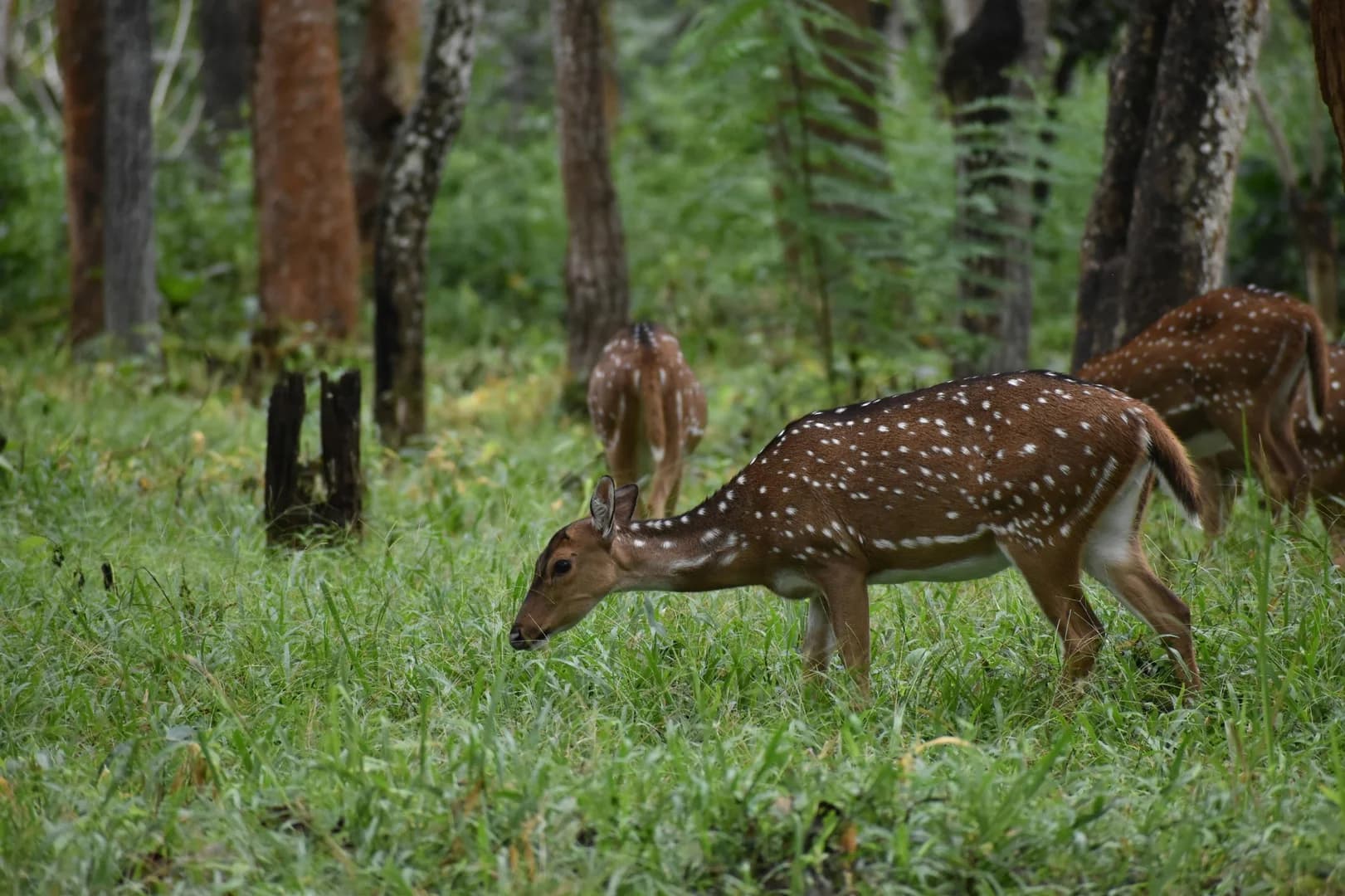 Bandipur photo 3